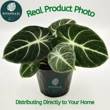 Bunga identik dengan keindahan dan aromanya. Botanika Kl Alocasia Ninja Pokok Keladi Hidup Alocasia Ninja Pokok Hiasan Dalam Rumah Indoor Plant Pokok Bunga Hidup Shopee Malaysia