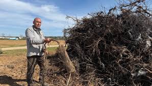 Photo La campagne d'arrachage des vignes se poursuit jusqu'en juin ...