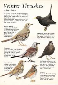 Spotted Bird With Red Patch On Back Of Head Article Taken From An Rspb Magazine On Thrushes Illustrated By Robert Gillmor