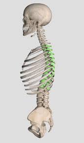 Rib cage, basketlike skeletal structure that forms the chest, or thorax, made up of the ribs and their the rib cage surrounds the lungs and the heart, serving as an important means of bony protection for. Introduction Anatomy Thoracic The Gap Physio
