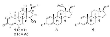 Image result for Heteromorpha sp. agg.