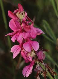 Image result for Orthochilus adenoglossus