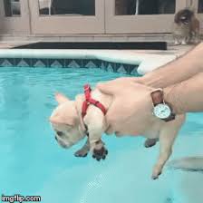Even if your french bulldog can swim a little bit, they won't be able to sustain it for long. Puppy Loves Swimming Gif On Imgur