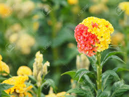 We did not find results for: Red And Yellow Cockscomb Flowers Name Of Celosia Cristata The Flowers Are Small In Size But Will Stick Together Into The Same Bouquet Stock Photo Picture And Royalty Free Image Image 124617010