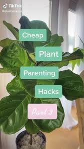 While your backyard may be having an intense cold snap, others may be having unseasonably president trump suggested late thursday that this week's cold weather undermines the science of climate change. 410 Indoor Cactus Garden Ideas Planting Flowers Plants Indoor Cactus