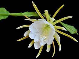 Life is not a journey to the grave with the intention of arriving safely in a pretty and well preserved body, but rather to skid in broadside, thoroughly used up, totally worn out, and proclaiming.wow what a ride!! Rooting Night Blooming Cereus Learn How To Propagate A Night Blooming Cereus