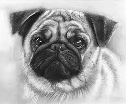 How to draw a realistic dog with use of a black pen. Cute Pug Drawing By Olga Shvartsur