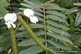 Image result for Tephrosia interrupta