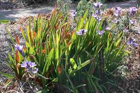 Image result for Babiana