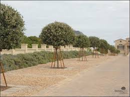 Image result for Brachylaena discolor