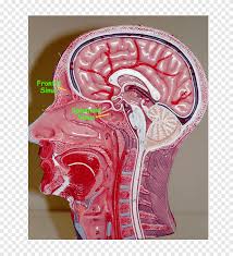 Nasal cavity and sinus tumors are usually treated with surgery. Nasal Cavity Paranasal Sinuses Respiratory System Human Mouth Oral Cavity Label People Png Pngegg