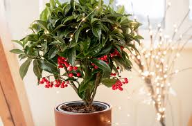 Image result for Ardisia