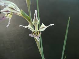 Image result for Gladiolus permeabilis