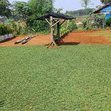 Adanya rumput taman bisa menjadi penyegar mata dan juga alas kegiatan earthing yang bisa kamu lakukan setiap pagi, atau bisa juga untuk piknik akhir pekan bersama keluarga. Petani Rumput Taman Rumput Gajah Mini Rumput Jepang Rumput Golf Shopee Indonesia