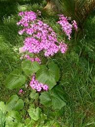 Image result for Pericallis
