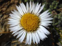 Image result for Erigeron
