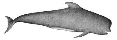 ゴンドウクジラ属 - Wikipedia