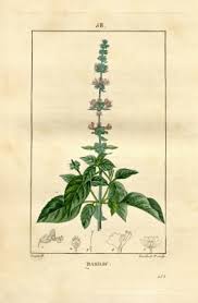 Image result for Ocimum basilicum