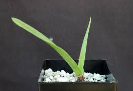 Image result for Drimia elata