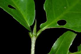 Image result for Lasiodiscus pervillei