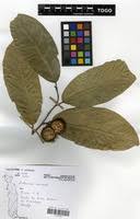 Image result for Caloncoba