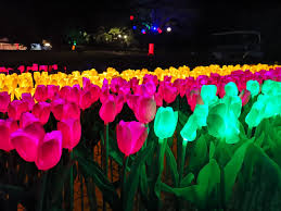 Cara cara mengait bunga tulip kecil versi magdelina mithz dan toturial mencantum menjadi sekuntum bunga tulip. Perlis Holiday Resort Tells Visitors To Stop Ruining Its Fake Tulips Coconuts Kl