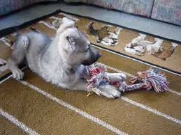 Hailock and roma silver sable wolf mask female german shepherd parisia. Bigbear Akc Silver Sable German Shepherd Youtube