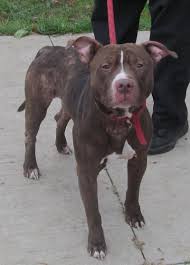 Please Give Tango A Chance To Be Loved He Would Make Anyone A Great Companion Please Hurry This Is A Kill Shelter Picked Dog Pounds Dog Adoption Animals