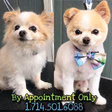 New The 10 Best Hairstyles With Pictures Mochi The Long Haired Chihuahua Haircu Cute Chihuahua Chihuahua Chihuahua Puppies