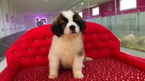 Satilik Saint Bernard Yavru Irt 05326824205 Youtube