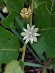 Image result for Paropsia grewioides