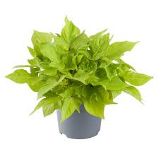 Image result for Ipomoea batatas pots