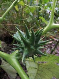 Image result for Datura ferox