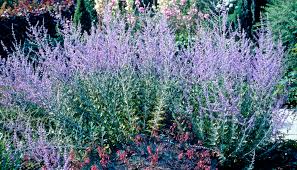 Image result for perovskia atriplicifolia 'little spire'