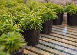 We did not find results for: Wild Interiors Why Drainage Is Important For Potted Plants