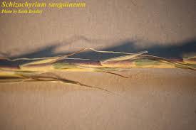 Image result for Schizachyrium sanguineum