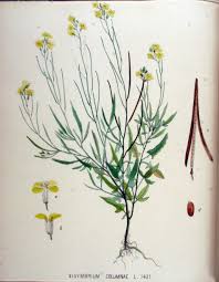 Image result for Sisymbrium orientale