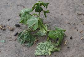 The hail, big or small, can cause damage to vehicles, gardens, and much more. Hail Protection For The Veggie Garden Pikes Peak Area Garden Help