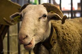 Salon international de l'agriculture 2015. Sheep In The Big City Salon De L Agriculture Simply Sara Travel
