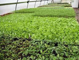 GREENHOUSE VEGETABLES ile ilgili görsel sonucu