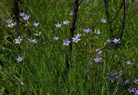 Image result for Wahlenbergia denticulata