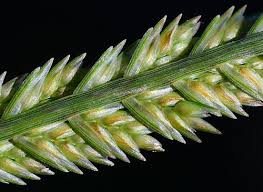 Image result for Eleusine africana