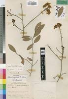 Image result for Ochna angustata