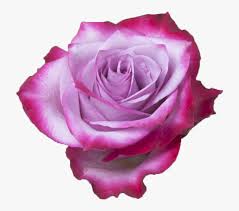 Lavender palettes with color ideas for decoration your house, wedding, hair or even nails. Rose Lavender Deep Purple Hd Png Download Transparent Png Image Pngitem
