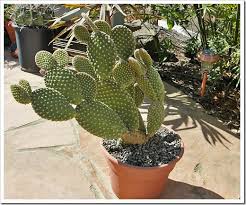 But cactuses are ubiquitous in some parts of the desert, not to mention their popularity as houseplants. Repotting Bunny Ears