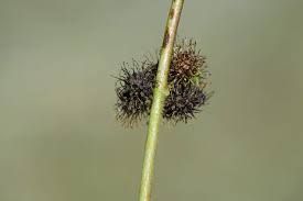 Image result for Triumfetta annua