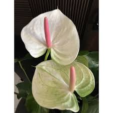 For the most part, you only need to address two basic factors to keep your anthurium plants healthy and you only need to avoid making three deadly mistakes to ensure that they stay alive. Anthurium White Heart Tezula Llc