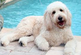 The goldendoodle is a cross between the purebred golden retriever and the standard poodle. Goldendoodle Puppies By Moss Creek Goldendoodles In Florida English Goldendoodle Puppies