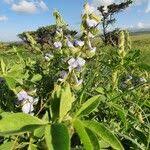 Image result for Crotalaria polysperma