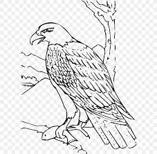 All about birds eagle coloring. Bald Eagle Coloring Book Golden Eagle Harpy Eagle Png 615x800px Bald Eagle Adult Animal Art Beak